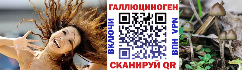 Псилоцибиновые грибы Psilocybe  Купить где  Киреевск 